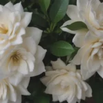 A Comprehensive Guide to Gardenia Varieties: Everything You Need to Know