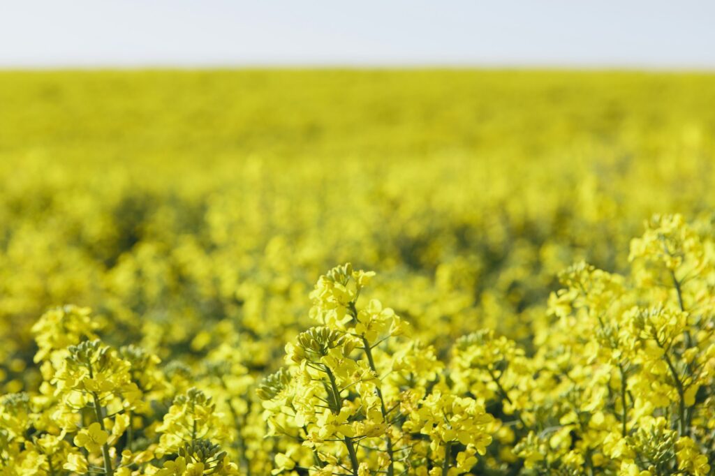 A field of yellow flowering blooming mustard seed plants