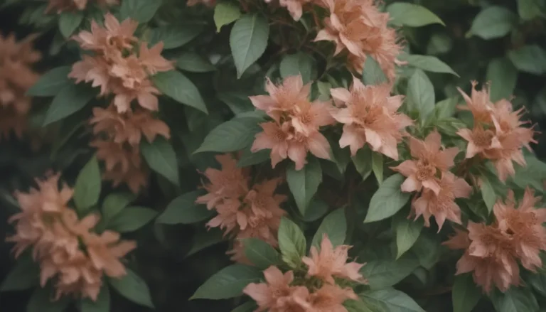 The Ultimate Guide to Growing and Caring for Abelia Plants