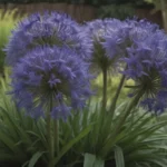 A Comprehensive Guide to Planting, Growing, and Caring for Agapanthus