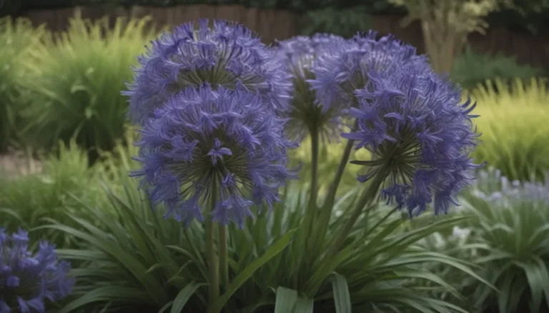 A Comprehensive Guide to Planting, Growing, and Caring for Agapanthus