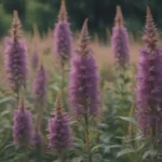 Ultimate Guide to Growing and Caring for Agastache