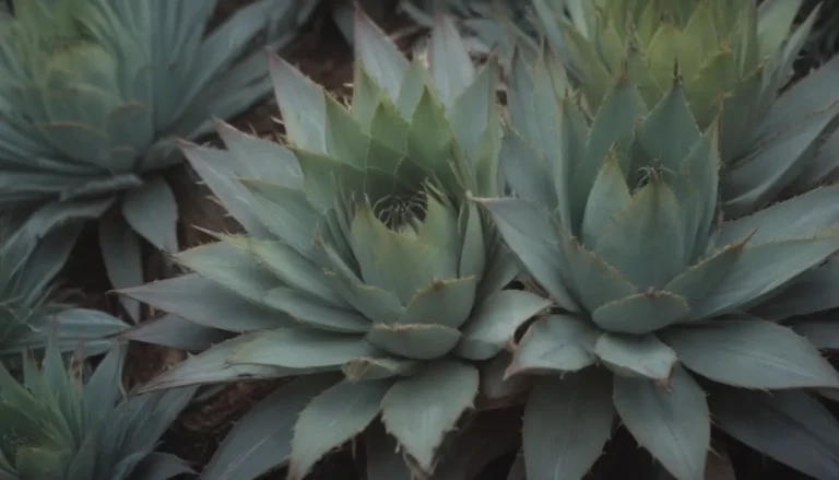 The Ultimate Guide to Growing and Caring for Agave Plants