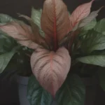 Everything You Need to Know About Growing and Caring for the Beautiful Aglaonema Pictum Tricolor