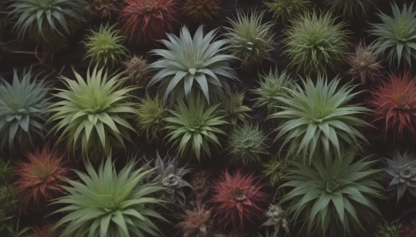 The Ultimate Guide to Growing and Caring for Air Plants