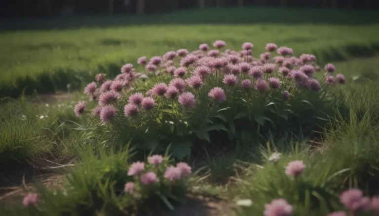 Everything You Need to Know About Clover Lawns