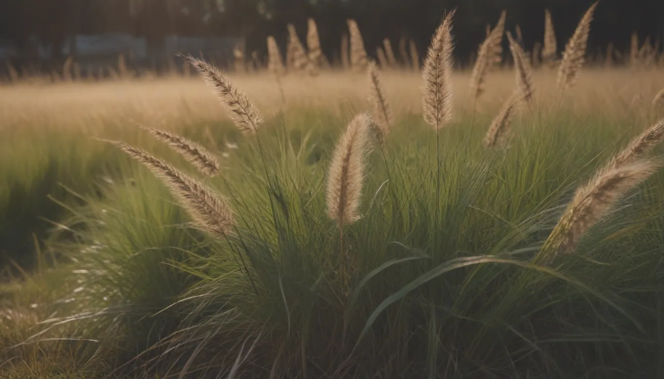 The Ultimate Guide to Growing and Caring for Winter Rye Grass