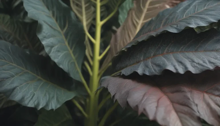 The Ultimate Guide to Growing and Caring for Alocasia ‘Dragon Scale’