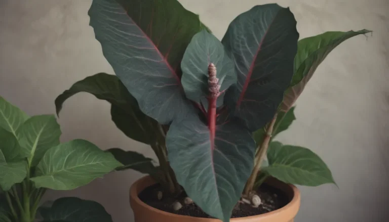 Ultimate Guide to Growing and Caring for Alocasia Odora