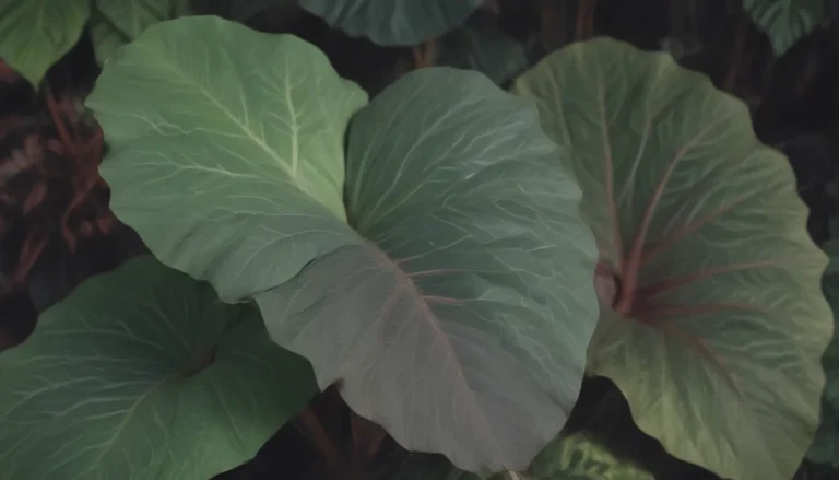 A Comprehensive Guide to Growing and Caring for Alocasia ‘Regal Shield’ (Elephant Ear) Plants