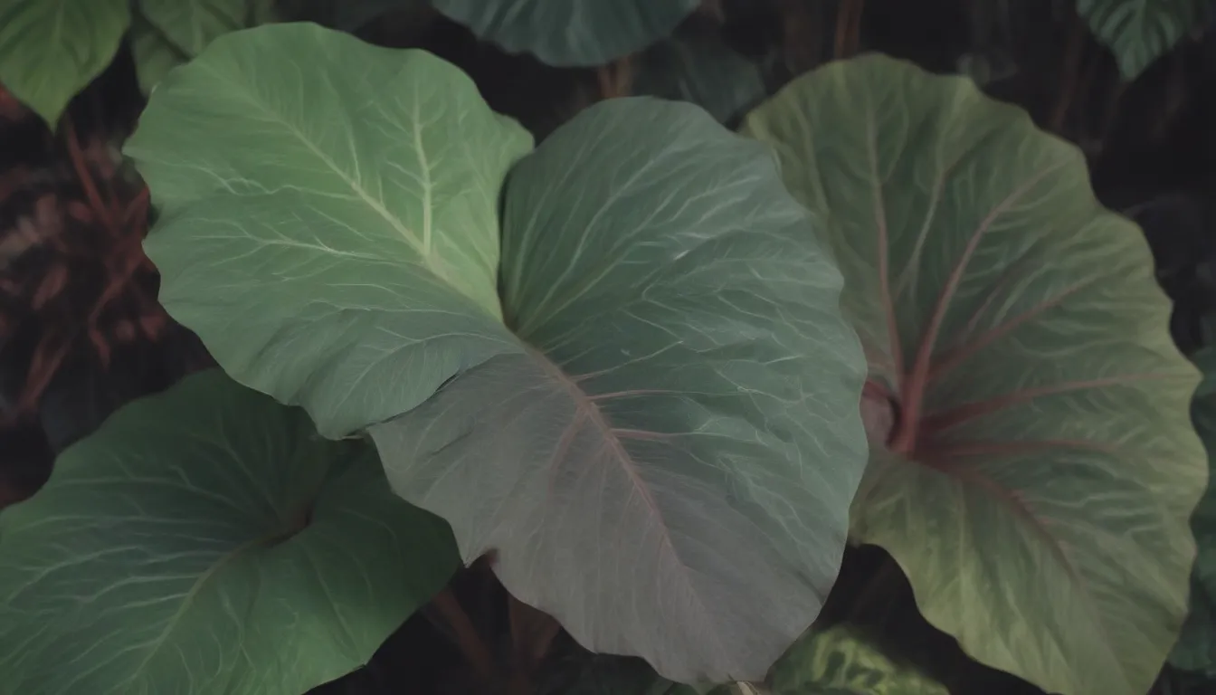 A Comprehensive Guide to Growing and Caring for Alocasia 'Regal Shield' (Elephant Ear) Plants