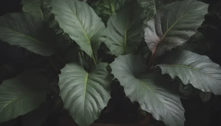 Transforming Your Space: A Comprehensive Guide to Growing Alocasia Sarian as the Perfect Bathroom Houseplant