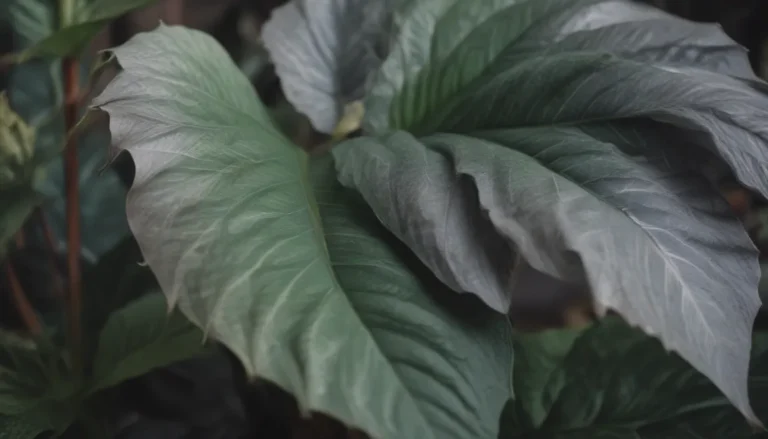 The Ultimate Guide to Growing and Caring for Alocasia Silver Dragon