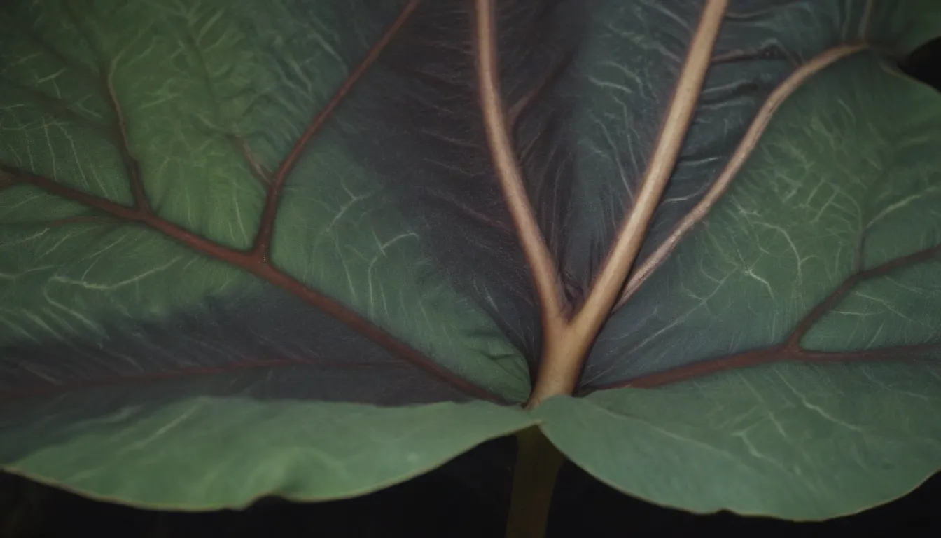 Comprehensive Guide on Growing and Caring for Alocasia Stingray