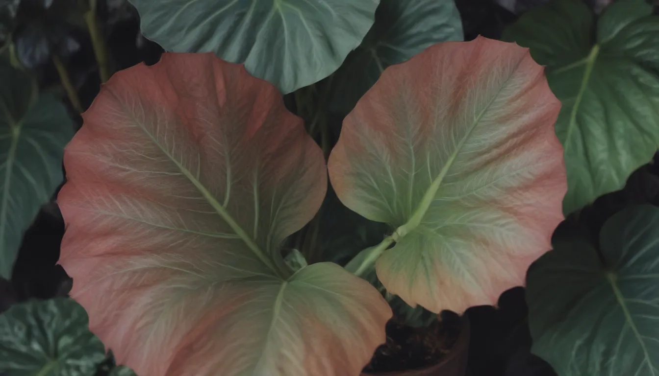 A Comprehensive Guide to 25 Stunning Alocasia Varieties for Your Home