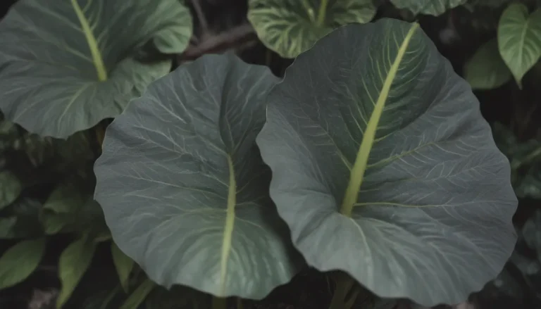 Ultimate Guide to Growing and Caring for Alocasia Zebrina