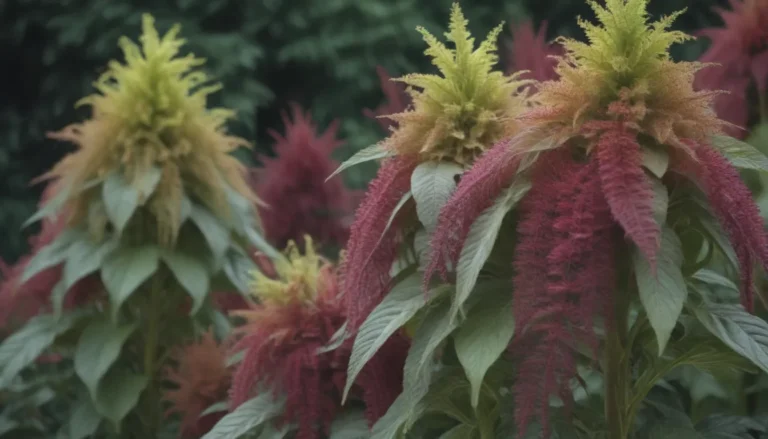 Discover 10 Fascinating Amaranthus Varieties to Add to Your Garden