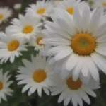 Ultimate Guide to Growing and Caring for Angelita Daisy