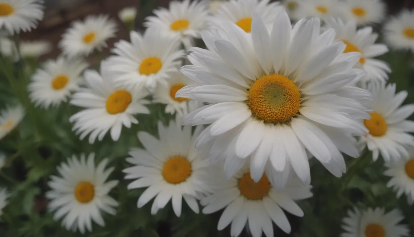 Ultimate Guide to Growing and Caring for Angelita Daisy