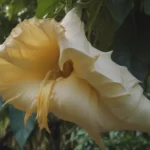 The Ultimate Guide to Growing and Caring for Brugmansia (Angel's Trumpet)