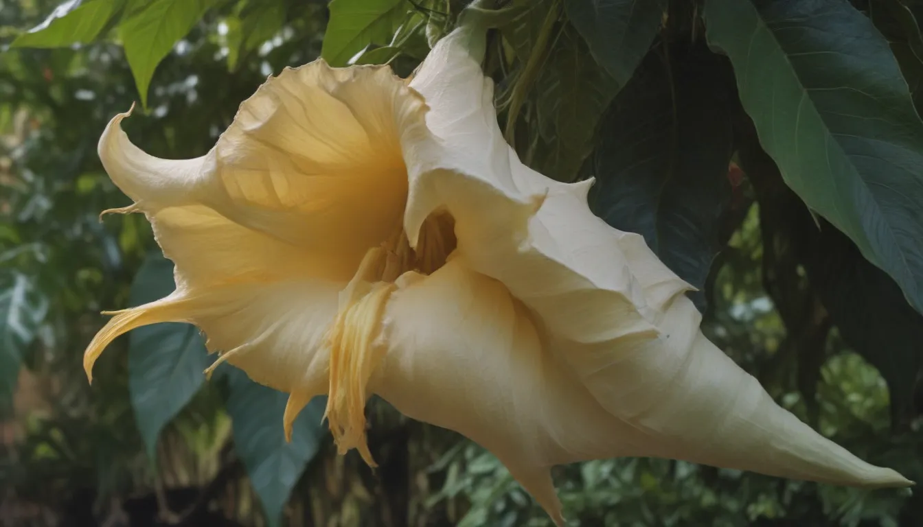 The Ultimate Guide to Growing and Caring for Brugmansia (Angel's Trumpet)