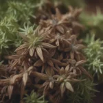 Everything You Need to Know About Growing and Harvesting Anise Seeds