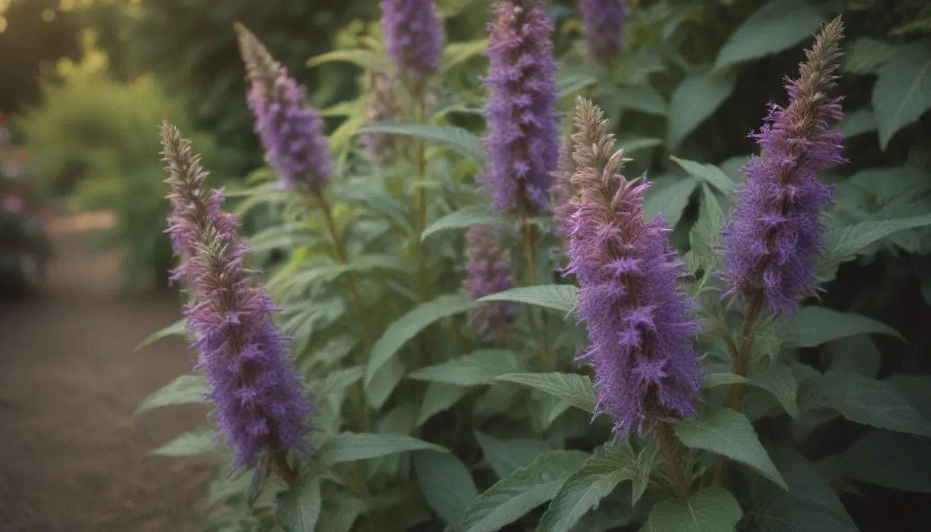 How to Grow, Care for, and Enjoy Anise Hyssop