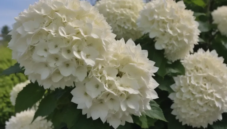 Everything You Need to Know About Growing and Caring for Annabelle Hydrangea