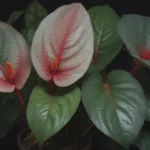 The Ultimate Guide to Growing Anthurium Veitchii, Your New Favorite Rare Tropical Plant