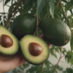 The Complete Guide to Growing and Caring for Avocado Trees