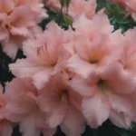 Everything You Need to Know About Azaleas for Your Flower Garden