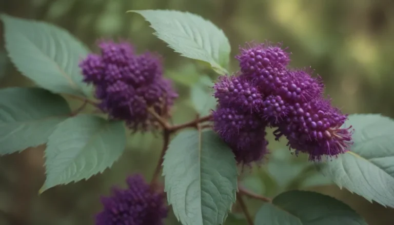 Growing and Caring for Beautyberry: A Comprehensive Guide