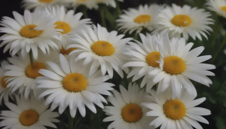 A Comprehensive Guide to Growing and Caring for ‘Becky’ Shasta Daisy