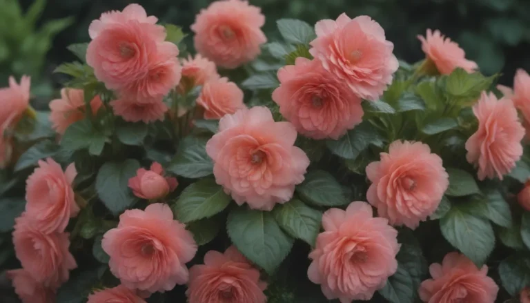 A Comprehensive Guide to 10 Stunning Varieties of Begonias for Your Garden and Containers