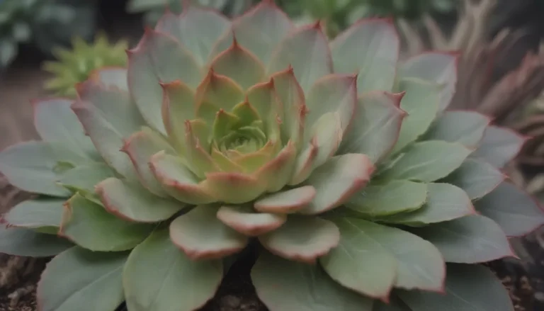 The Ultimate Guide to Low-Maintenance Outdoor Succulents