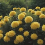 The Bright Side of Gardening: 10 Vibrant Yellow Flowering Shrubs for Your Garden