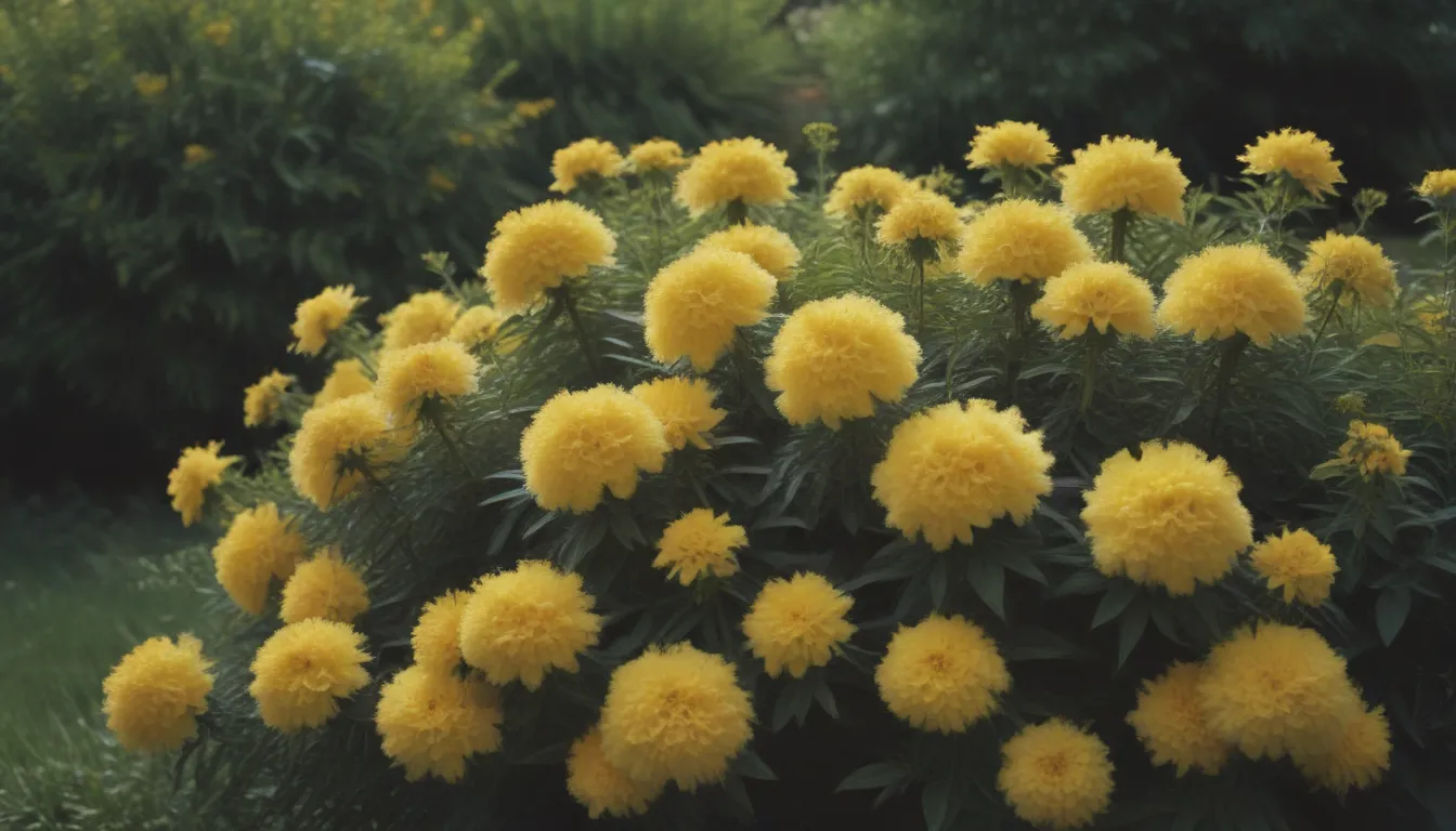 The Bright Side of Gardening: 10 Vibrant Yellow Flowering Shrubs for Your Garden