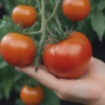 The Ultimate Guide to Growing Better Boy Tomatoes