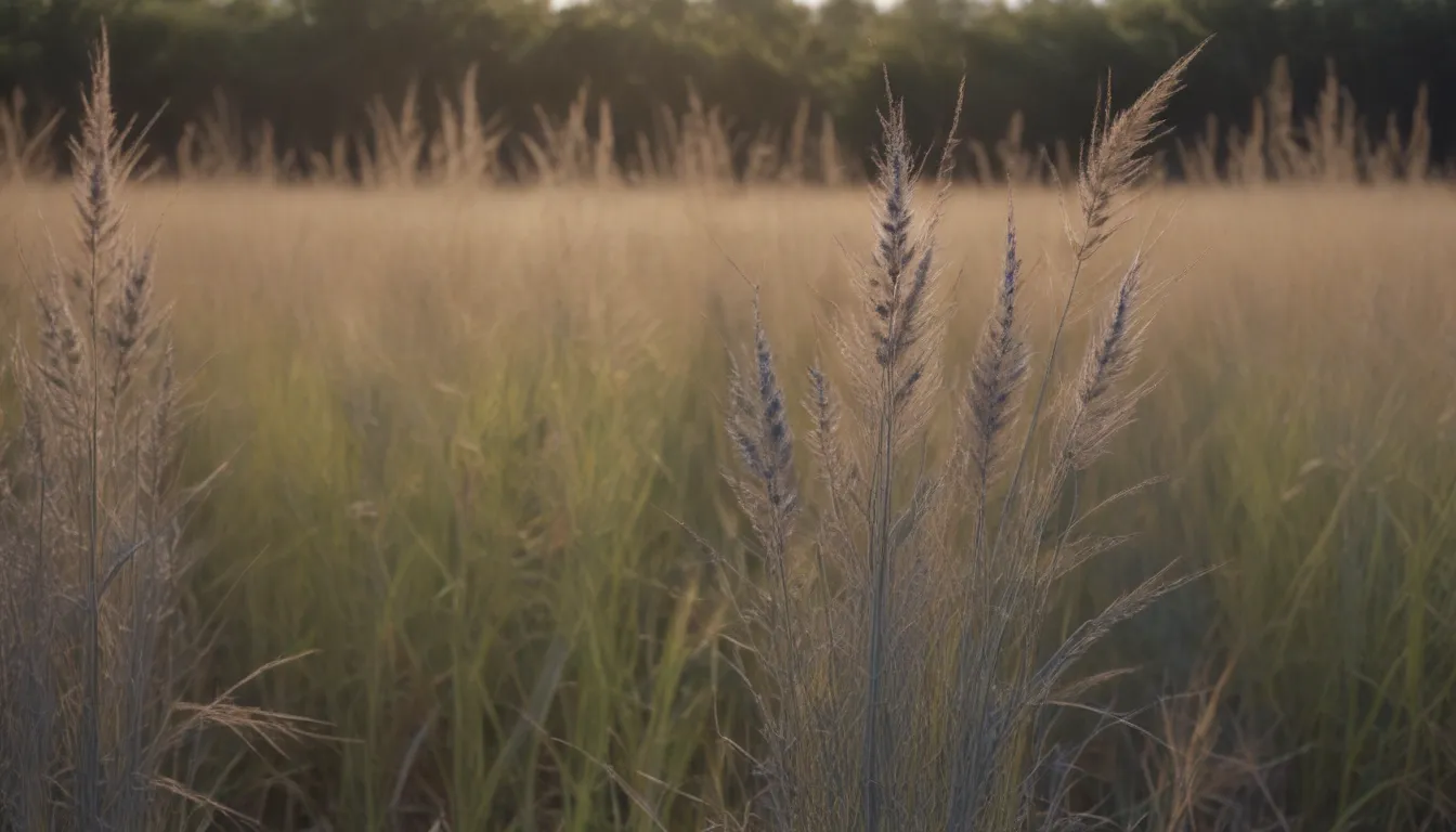 Everything You Need to Know About Growing and Caring for Big Bluestem Grass