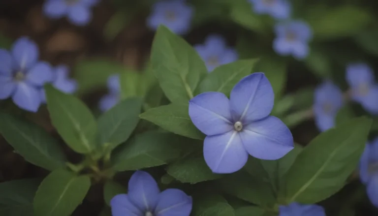 Everything You Need to Know About Growing and Caring for Bigleaf Periwinkle