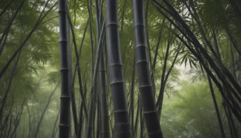 How to Grow and Care for Black Bamboo: A Complete Guide