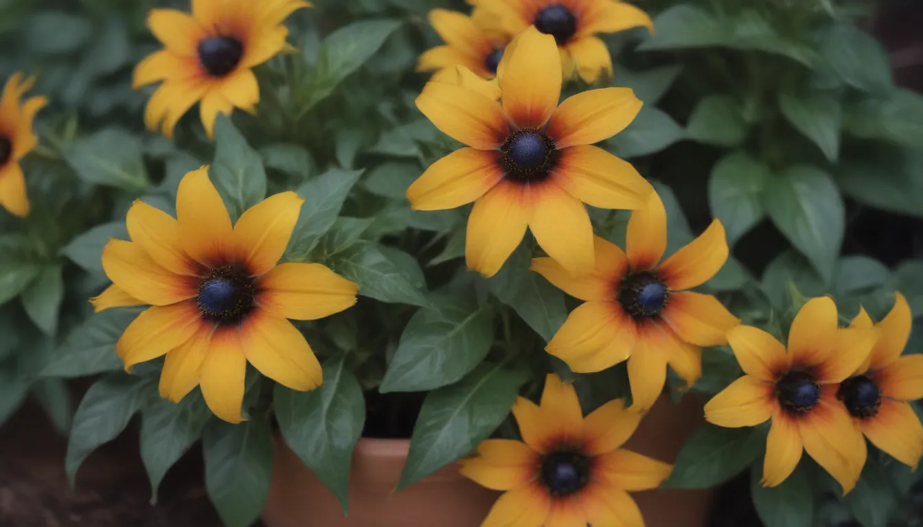 Everything You Need to Know About Growing and Caring for Black-Eyed Susan Vine