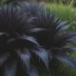 How to Successfully Grow and Maintain Black Mondo Grass in Your Garden