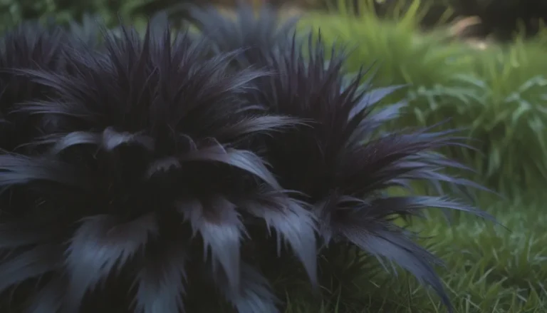 How to Successfully Grow and Maintain Black Mondo Grass in Your Garden