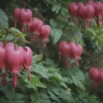 The Ultimate Guide to Growing and Caring for Bleeding Heart Vines (Glory Bower)