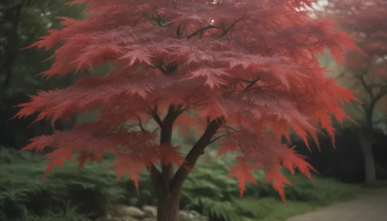 The Ultimate Guide to Growing and Caring for Bloodgood Japanese Maple