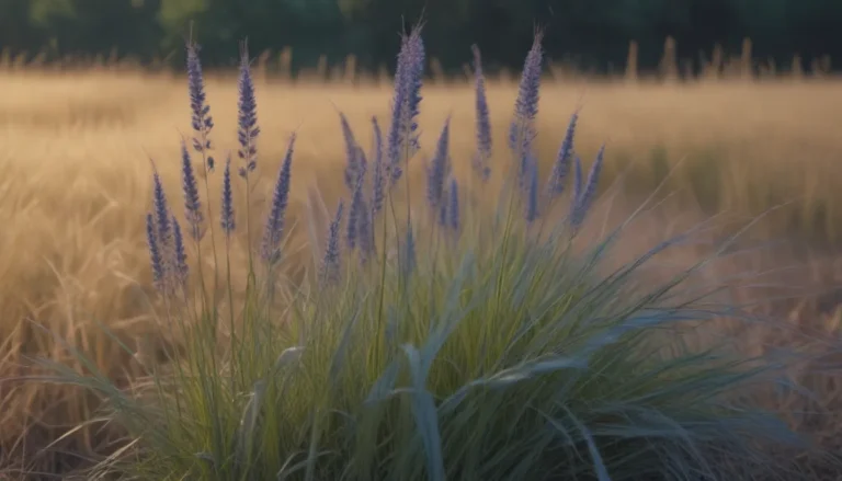 The Comprehensive Guide to Growing and Caring for Blue Oat Grass