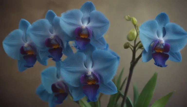 Blue Orchids: Facts and Care Tips