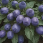 The Ultimate Guide to Growing Blue Potato Bush