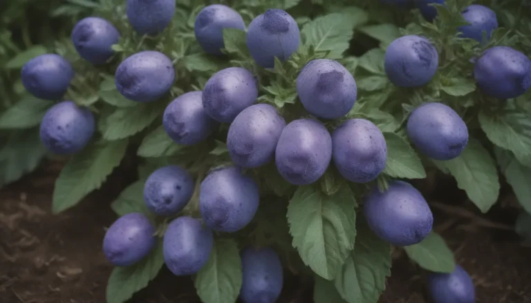 The Ultimate Guide to Growing Blue Potato Bush